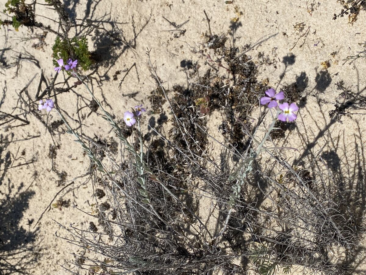 Small violet flowers in dry earth