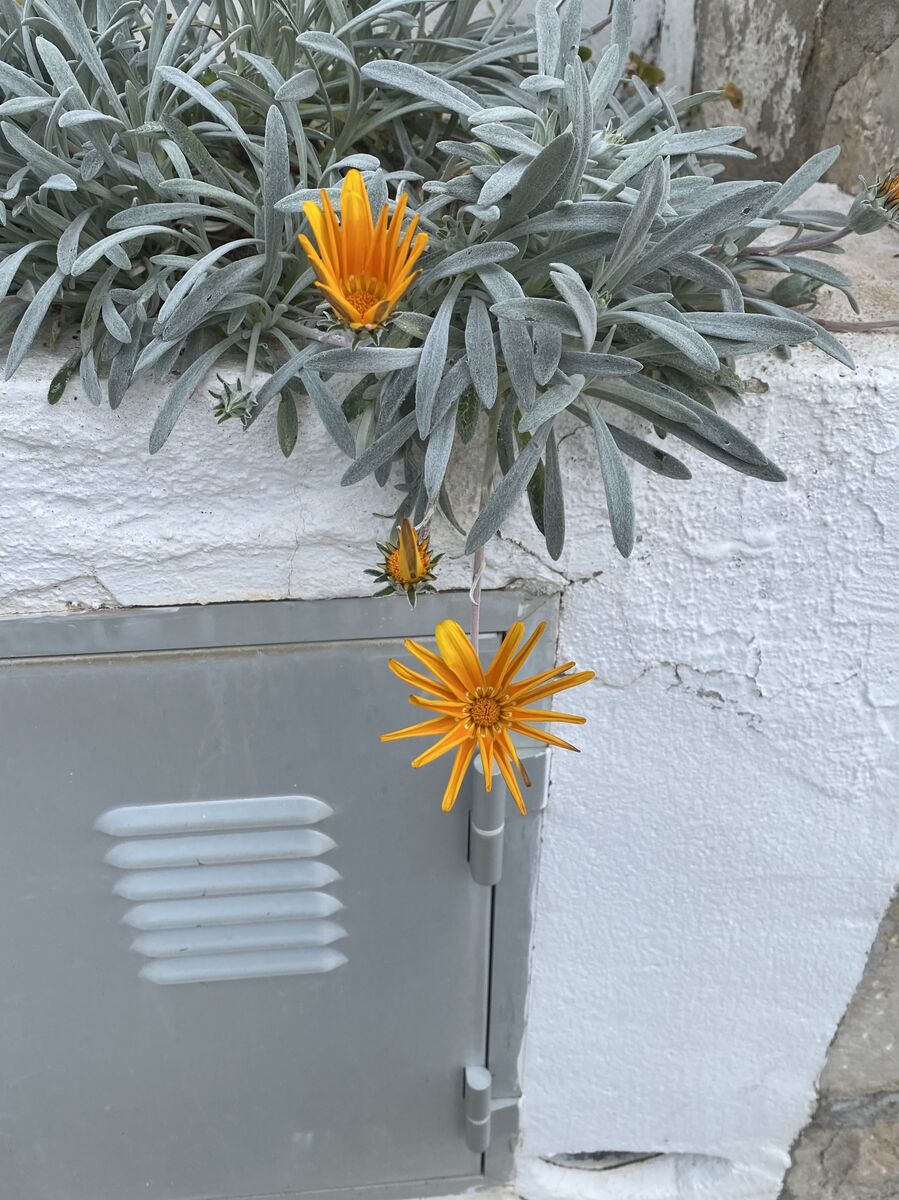 Gazania flowers on grey metal box