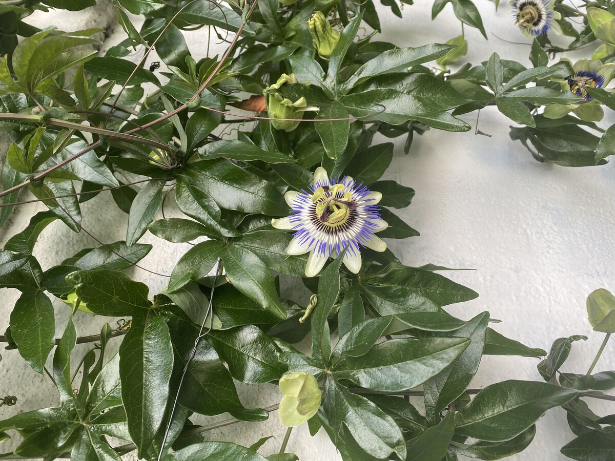 Passionflower on white wall
