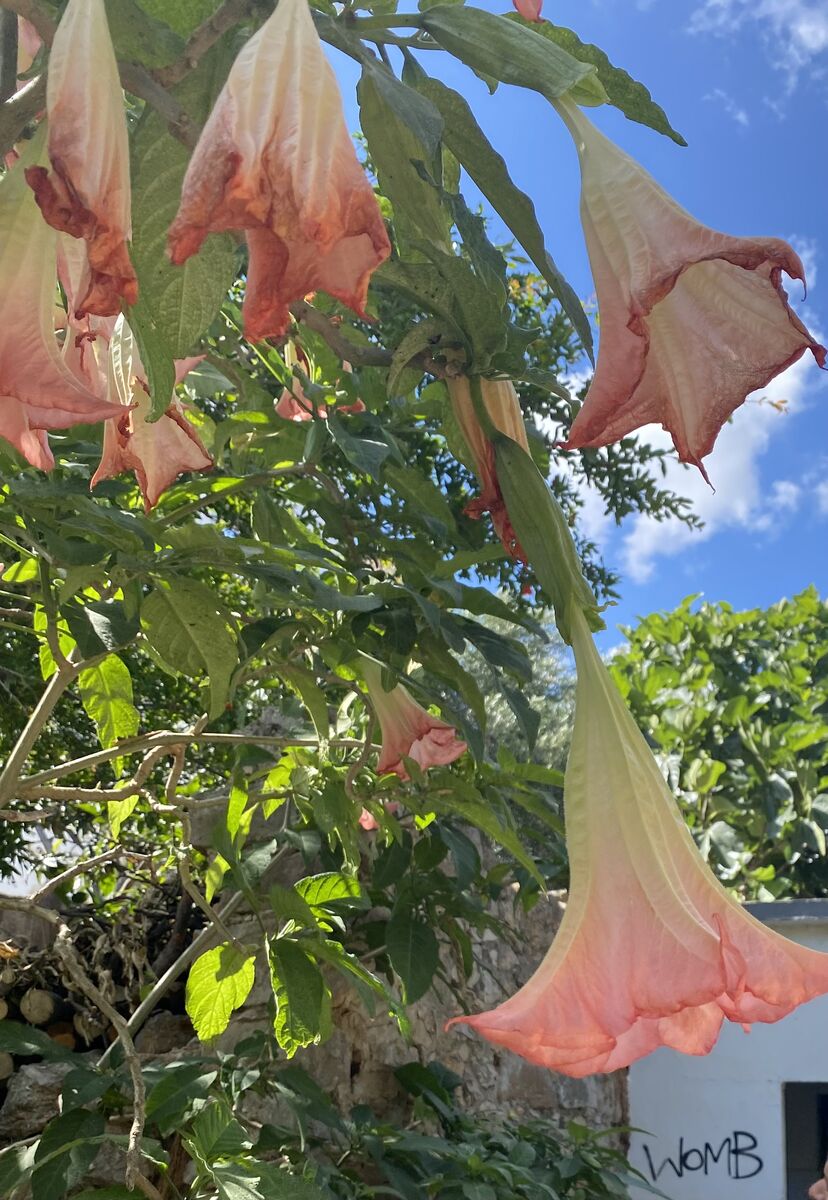 Angel trumpet flowers WOMB