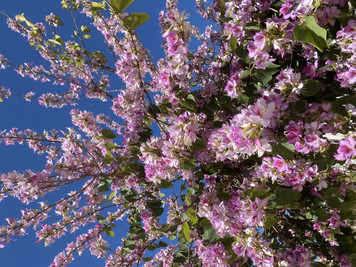 Pink bauhinia tree against blue sky